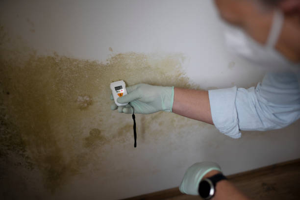 Best Crawl Space Mold Remediation in Chesapeake, OH