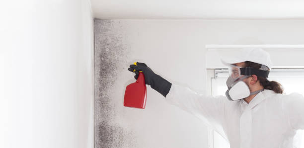 Best Industrial Mold Remediation in Chesapeake, OH