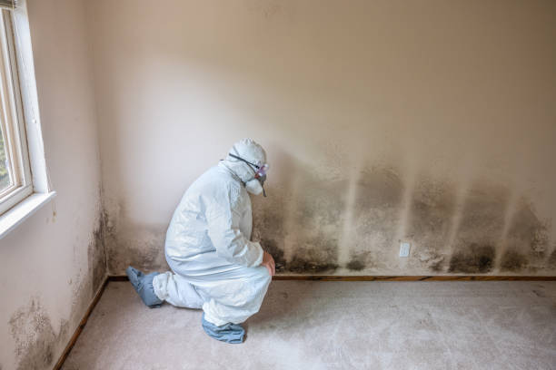 Reliable Chesapeake, OH Mold Remediation Solutions