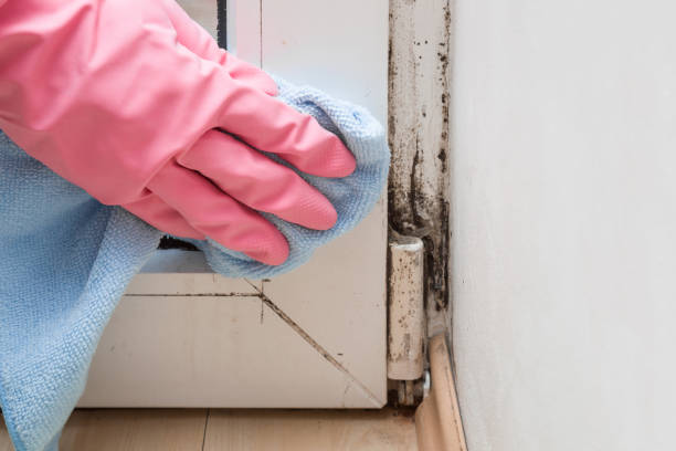 Best Commercial Mold Remediation in Chesapeake, OH